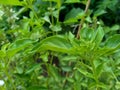 Fresh lemon basil kemangi, Ocimum basilicum, Ocimum americanum, O. basilicum var. anisatum Benth, Ocimum Ãâ africanum, citriodorum Royalty Free Stock Photo